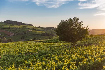 Photo sur Plexiglas Vignoble View over a vineyard in Pommard, France