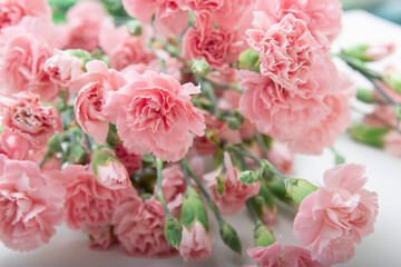 Small bouquet of pink carnations in on a white background, copy space