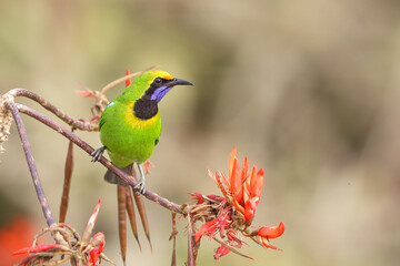 golden-fronted leafbird  perched on a branch
