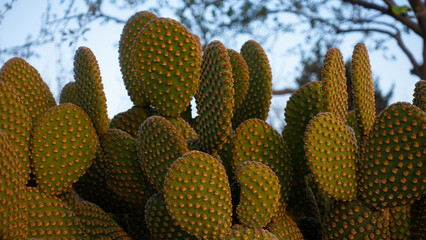 Opuntia microdasys (angel's-wings, bunny ears cactus, bunny cactus or polka-dot cactus) is a...