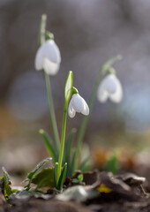 Snowdrops have already begun to appear in the forest