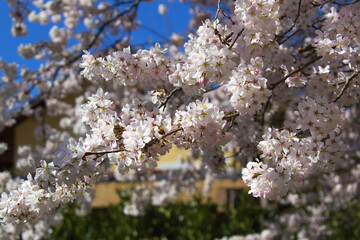 Spring white flowers blooming fruit trees into home garden 