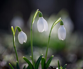 Snowdrops have already begun to appear in the forest