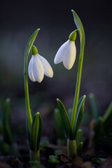 Fototapeta na wymiar Snowdrops have already begun to appear in the forest