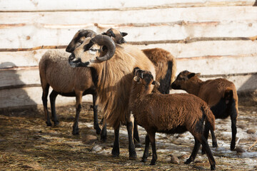 Obraz premium Beautiful ram with horns and a sheep are walking in the flock on the farming.