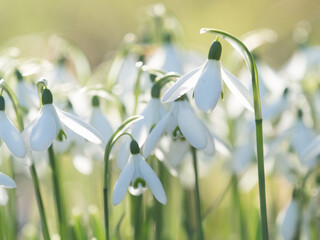 A group of newly sprung snowdrops with backlight and taken at low level angle