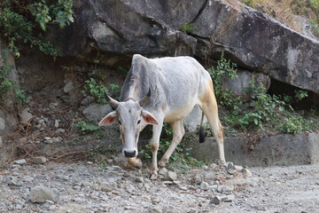 cow grazing in the green mountain
