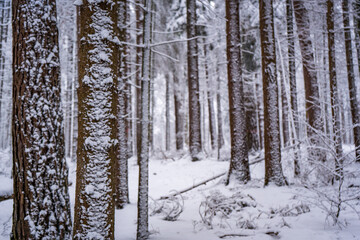 Fototapeta premium winter forest in the snow