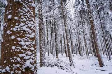 snow covered trees in forest