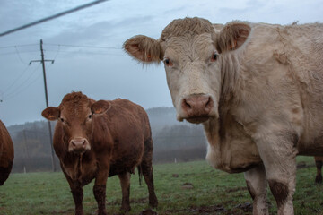 Vaches dans un prés