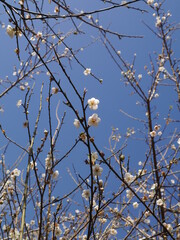 Beautiful branches and blue sky in spring
