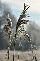 Obraz premium Frozen morning landscapewith hoarfrost snow ice landscape