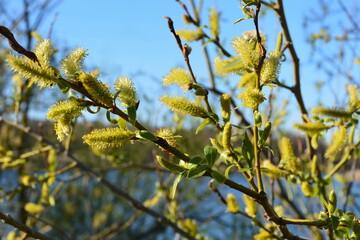 This willow blossomed along with the blossoming of leaves.