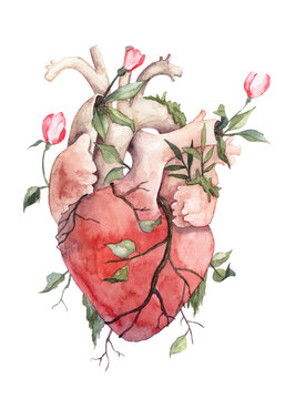 Watercolor illustration of the heart organ overgrown with florals