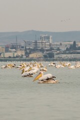 Great white pelican Pelecanus onocrotalus, eastern white or rosy pelican. Huge migrating flock in Burgas lake, urban view. Big water bird with long beak and large throat pouch. Bulgaria, Via Pontica.