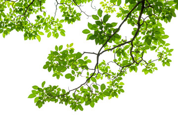 Branch and leaf on white background