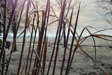 Frozen morning landscapewith hoarfrost snow ice landscape