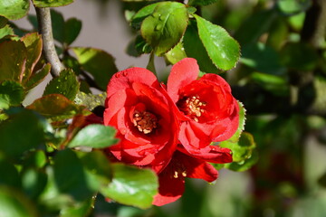 This is a twig of a flowering shrub of Chaenomeles.