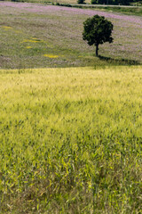 Tree and grain field in Provence, France