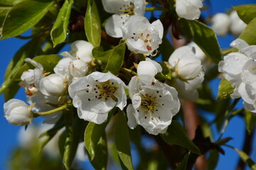 These are beautiful pear flowers in raindrops.