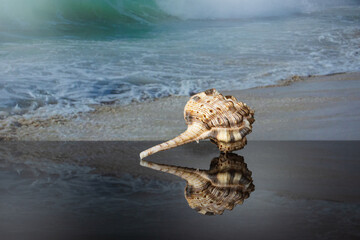 Murex haustellum seashell white peach aperture, light pink and brown body and long skinny tail with reflection on dark glass on the background of a picture with a sea wave.