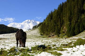 Almpferde. Pferde auf der Weide mit schneebedeckten Bergen