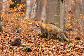 Fox, vulpes vulpes, in the forest. 