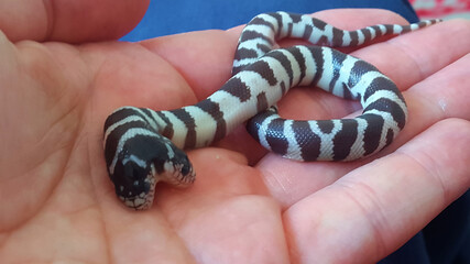 Naklejka premium California king snake born with two heads. Lampropeltis getula californiae