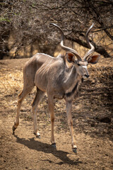 Male greater kudu walking down past tree