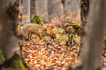Fox, vulpes vulpes, in the forest. 