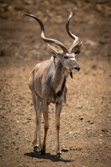 Naklejka na ściany i meble Male greater kudu walks across rocky ground