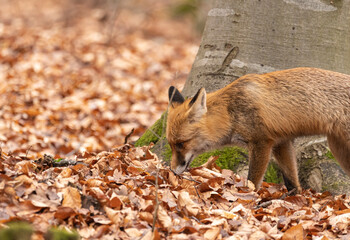Fototapeta premium Fox, vulpes vulpes, in the forest. 