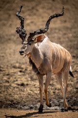 Male greater kudu walks showing muddy antlers