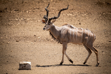 Male greater kudu walks towards salt lick