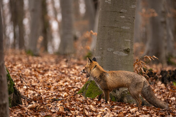 Fox, vulpes vulpes, in the forest. 