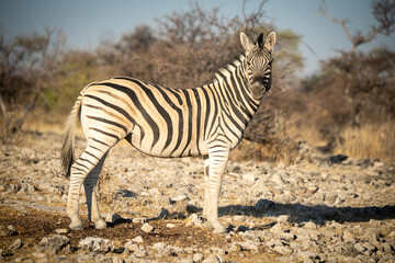 Obraz premium Plains zebra stands amongst rocks eyeing camera