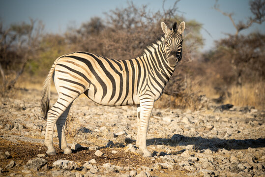 Plains zebra stands amongst rocks eyeing camera