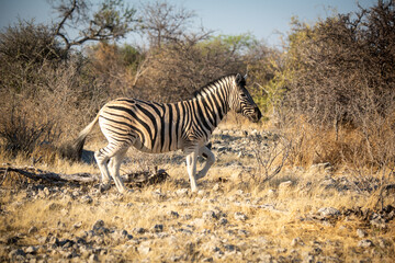 Fototapeta na wymiar Plains zebra trots over rocks near bushes