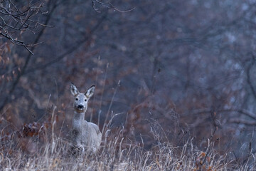 Capreolus capreolus. Deer in the forest