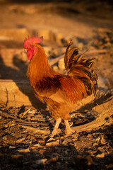 Rooster walks on stony ground at sunset