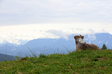 Bergwandern mit Hund. Schöner Hund vor Bergpanorama