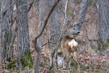 Capreolus capreolus. Deer in the forest
