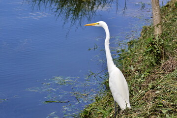 Paisajes y rincones de la isla de Flores, en el lago Petén Itzá, en el norte de Guatemala
