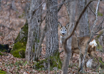 Capreolus capreolus. Deer in the forest