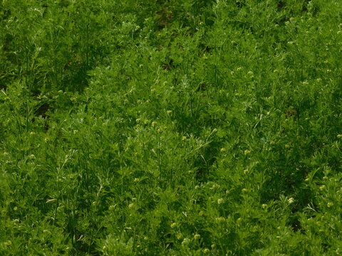 black cumin tree in india