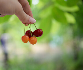 cherry blossom in the garden