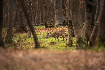 Capreolus capreolus. Deer in the forest