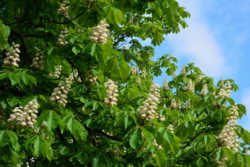Spring chestnut charms with the beauty of white inflorescences.