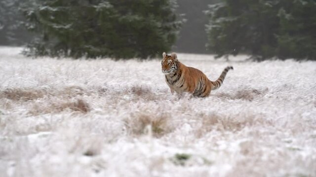 Siberian tiger running for a prey in slow motion. Fast attack speed slowed down by 100fps.