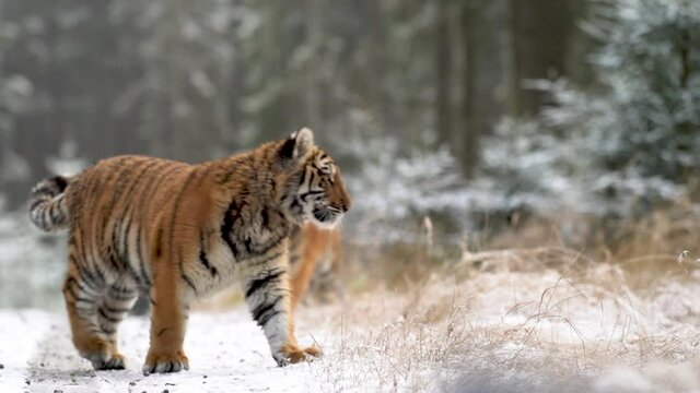 Two tigers in the snowy forest, walking on path. Slow motion recorded in 100fps.